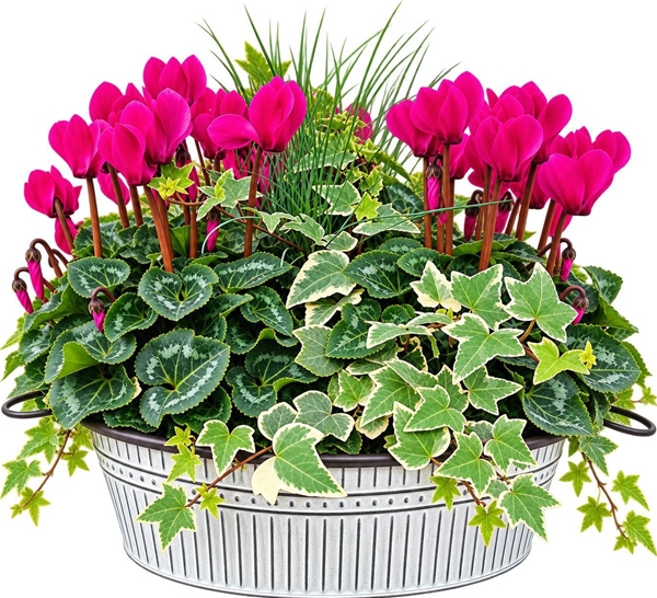 CYFH757-602 Cyclaam-Festuca-Hedera Schale XL