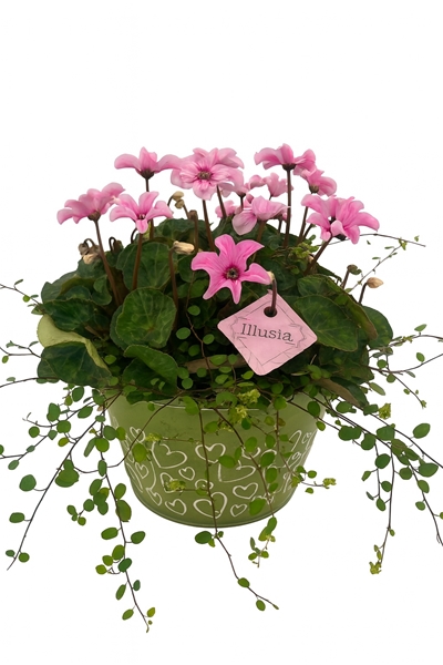 CYM763IL-9323 Cyclamen Illusia - Muehlenbeckia Green Love