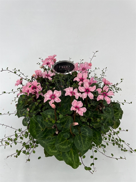 CYM780IL-9323 Cyclaam Illusia/Muehlenbeckia Levi rond