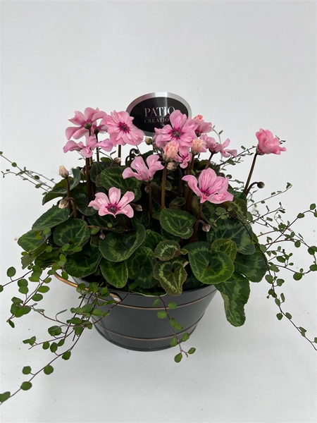CYM839IL-9323 Cyclaam Illusia - Muehlenbeckia Sterre