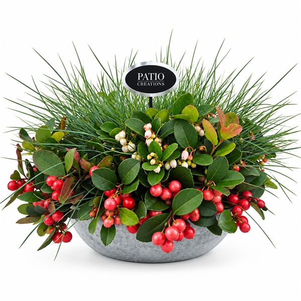 GLF602-1 Gaultheria-Festuca Schale XL