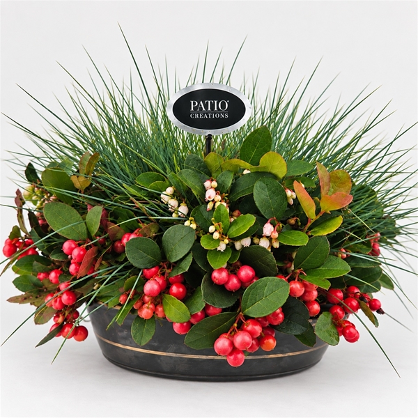 GLF841-602 Gaultheria-Festuca Schale XL
