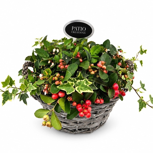 GLH494-9323 Gaultheria-Hedera 
