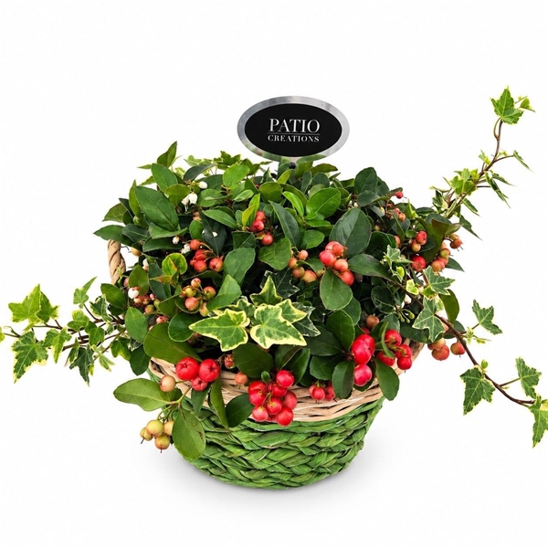 GLH871-9323 Gaultheria-Hedera