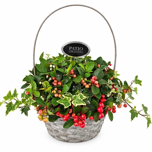 GLH874-9323 Gaultheria-Hedera 