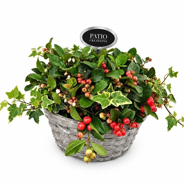 GLH875-9323 Gaultheria-Hedera 