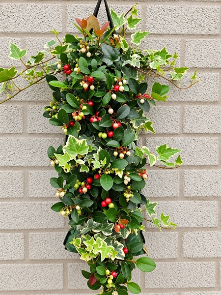 GLH9705NK Wanderella- Gaultheria-Hedera