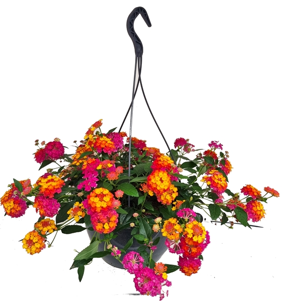 Lantana Ampel