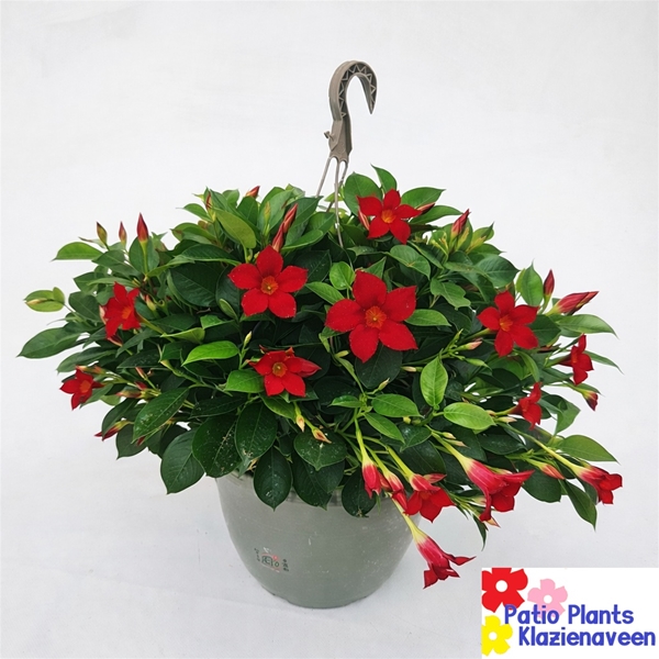 Mandevilla Sundaville Rot Ampel