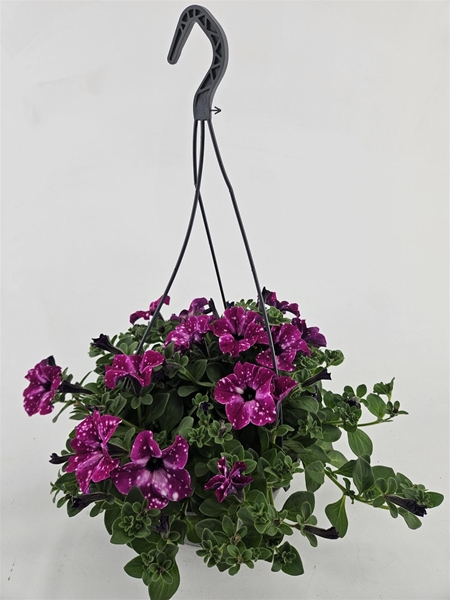 Petunia Circus Sky Ampel