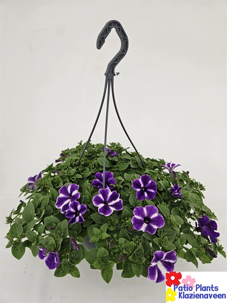 Petunia Lag Blue Star Ampel