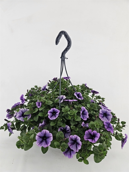 Petunia Sanguna Lilac Vein Ampel