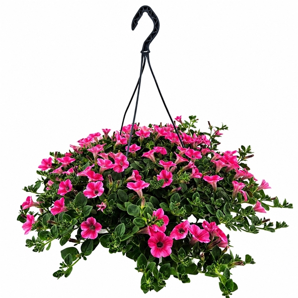 Petunia Sweet Sun Pink Ampel
