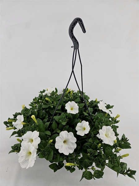 Petunia San White Ampel
