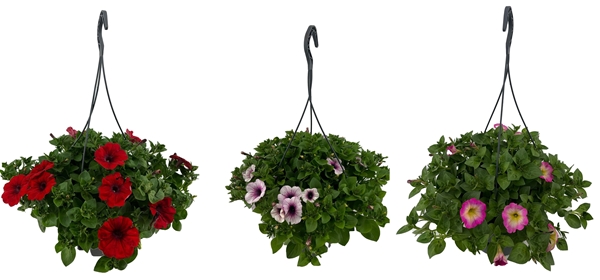 Petunia Hanging Basket