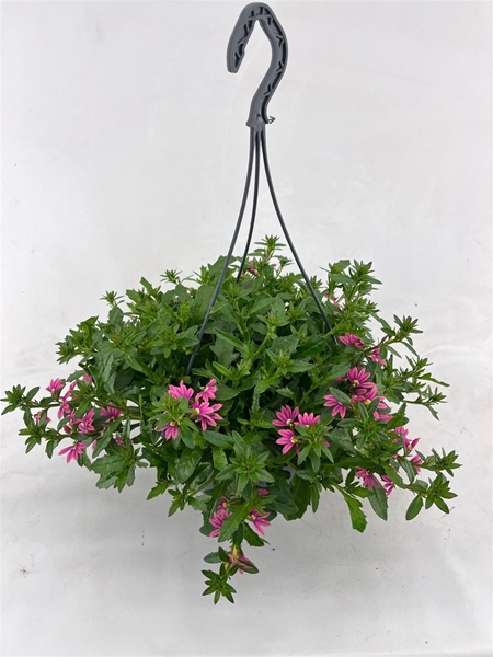 Scaevola Fancy Pink Ampel