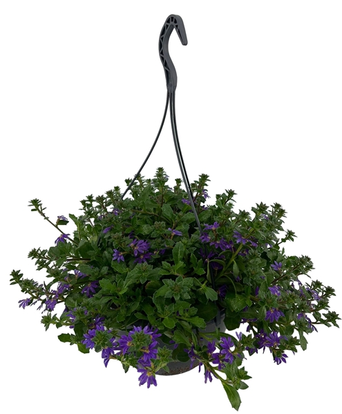 Scaevola Blau Ampel
