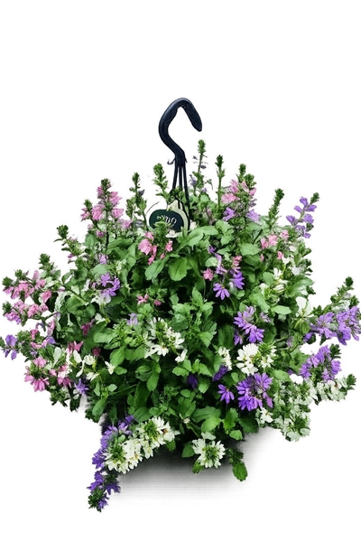 Scaevola Tricolore Ampel