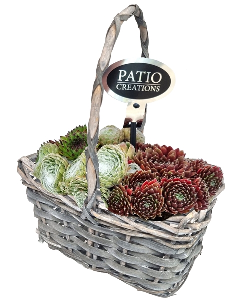 SE520-9001 Sempervivum 