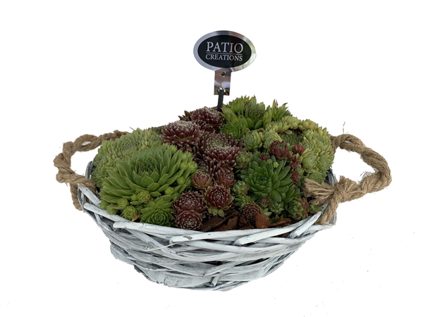 SE614-602 Sempervivum 