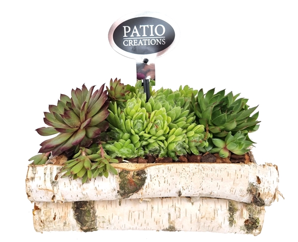 SE665-9001 Sempervivum