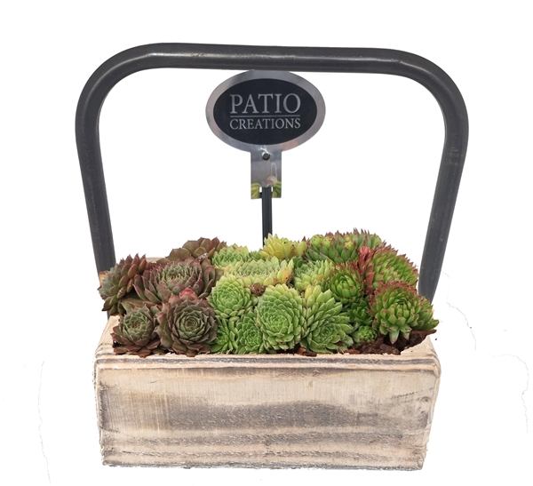 SE670-9001 Sempervivum