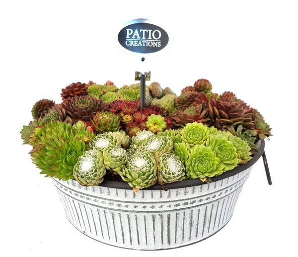 SE757-602 Sempervivum