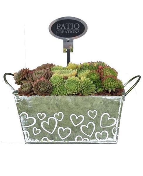 SE761-9001 Sempervivum Green Love zink S