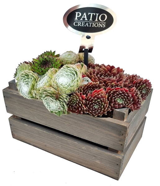 SE790-9001 Sempervivum houten kistje S