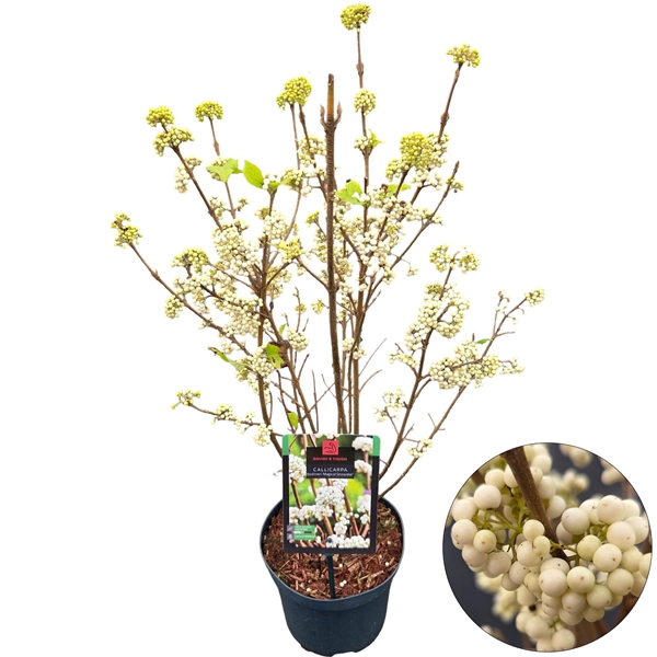 Callicarpa Bodinieri Magical Snowstar