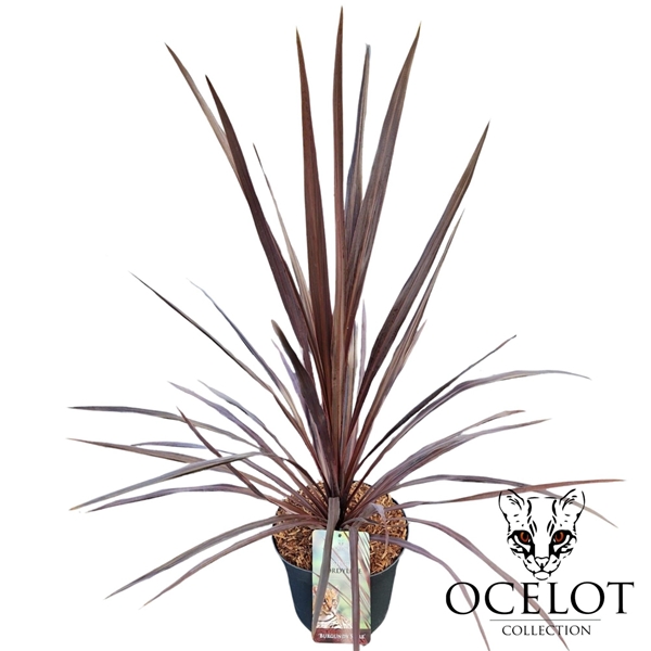 Cordyline Burgundy Spire