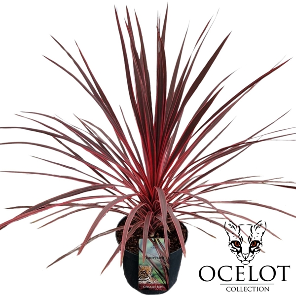 Cordyline Australis Charlie Boy