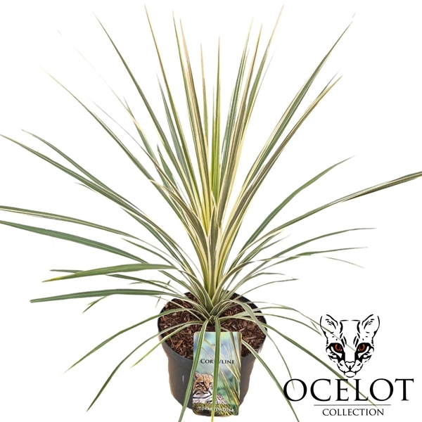 Cordyline Torbay Dazzler