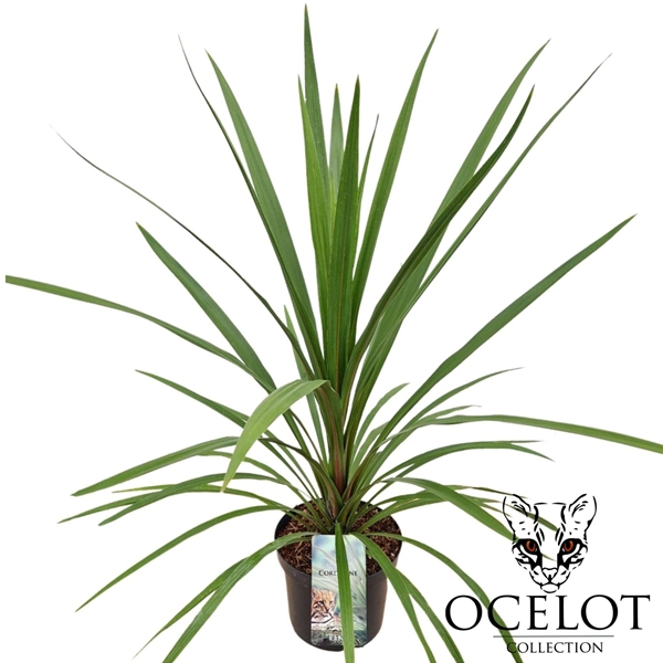 Cordyline Peko