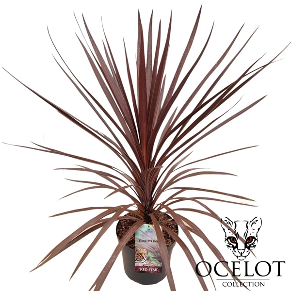 Cordyline Red Star