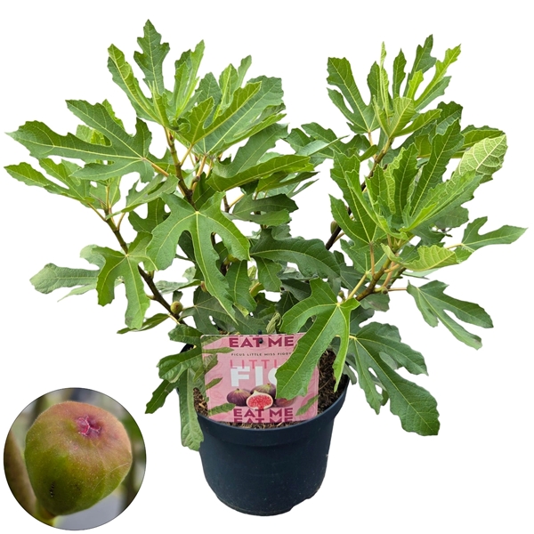 Ficus Little Miss Figgy