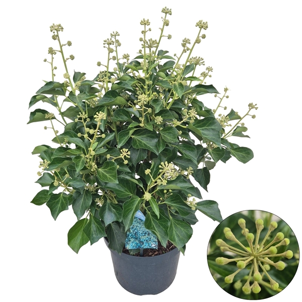 Hedera Helix Arborescens