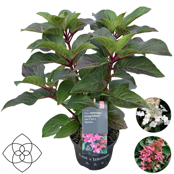 Hydrangea Paniculata Living Infinity