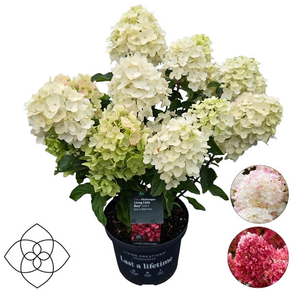 Hydrangea Paniculata Living Little Rosy