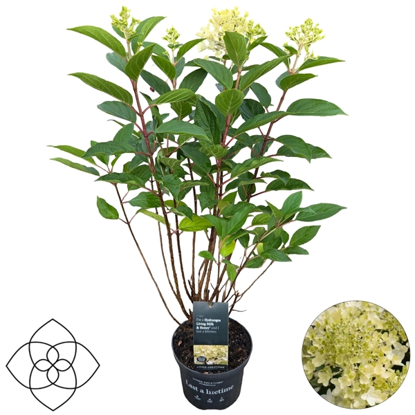 Hydrangea Paniculata Living Milk & Honey