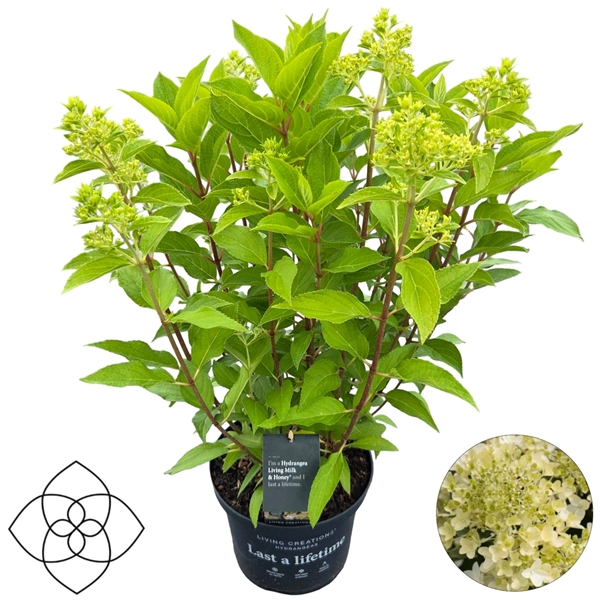 Hydrangea Paniculata Living Milk&Honey