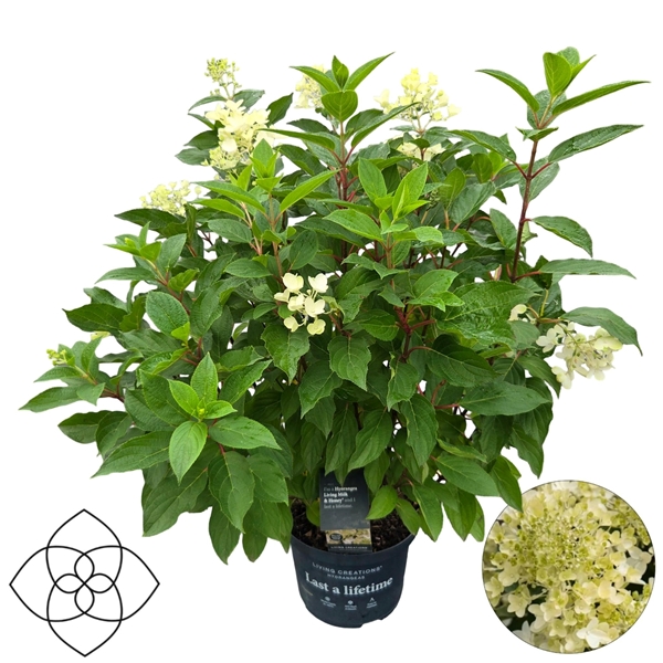Hydrangea Paniculata Living Milk&Honey