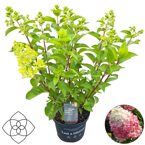 Hydrangea Paniculata Living Pinky Promise