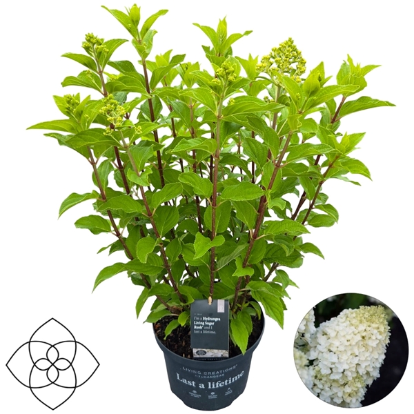 Hydrangea Paniculata Living Sugar Rush