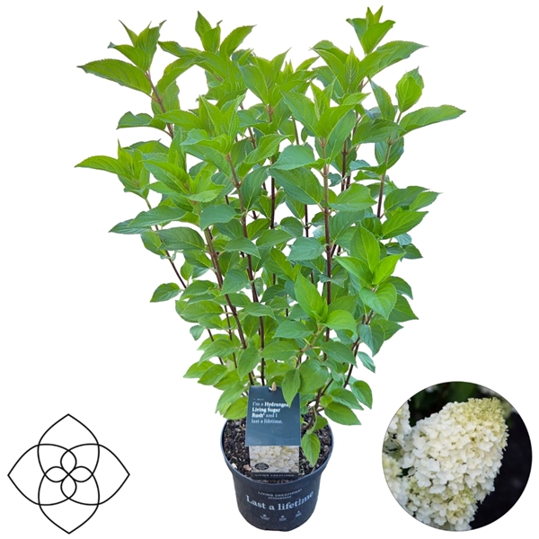 Hydrangea pan. 'Living Sugar Rush'®