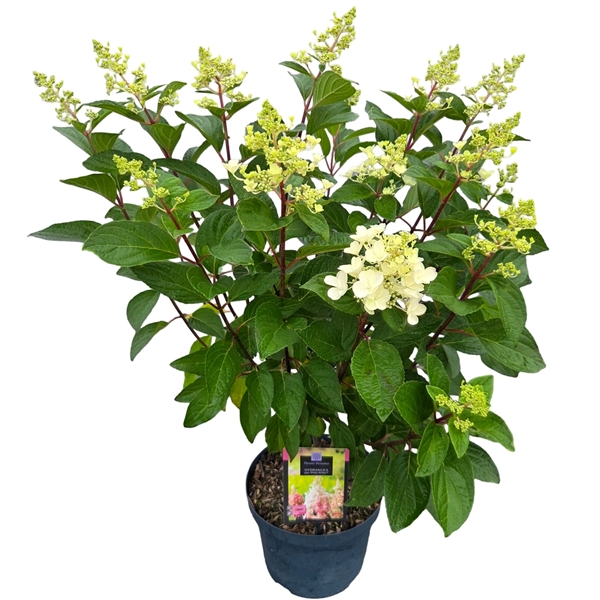 Hydrangea Paniculata Pinky Winky