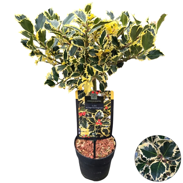 Ilex Aquifolium Argentea Marginata