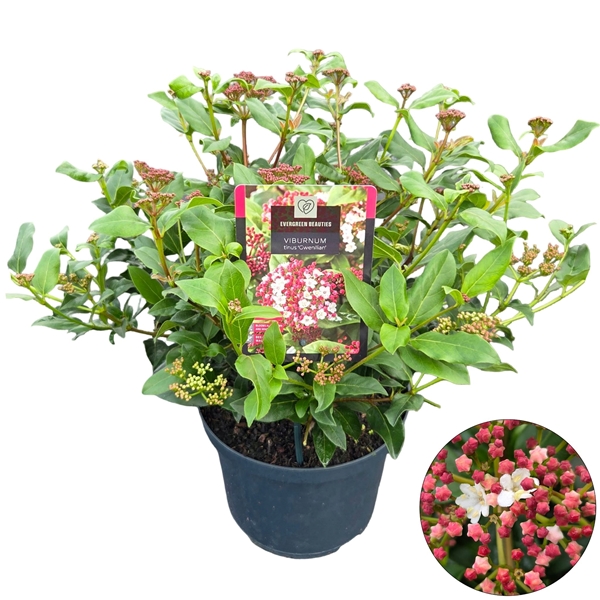 Viburnum Tinus Gwenllian
