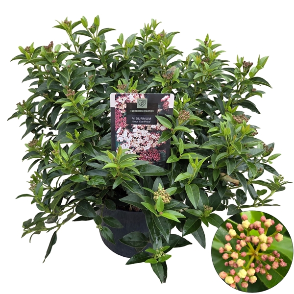 Viburnum Tinus Eve Price