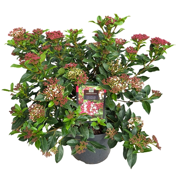 Viburnum Tinus Gwenllian